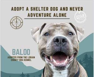 Dog Calendar - 2026 Rescue Dog Calendar