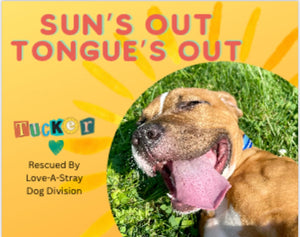 Dog Calendar - 2026 Rescue Dog Calendar
